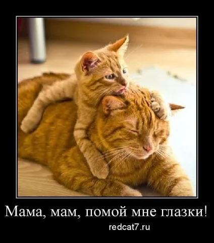 Як доглядати за очима кошеня, рудий кіт (доглядати) Як доглядати за очима кошеня, рудий кіт