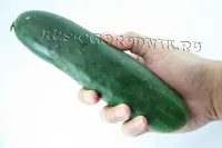 Як вибрати огірки