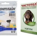 Як вивести бліх у цуценяти в домашніх умовах - огляд кращих засобів (цуценя) Як вивести бліх у цуценяти в домашніх умовах - огляд кращих засобів