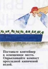 Як виростити папороть з суперечка (суперечка) Як виростити папороть з суперечка