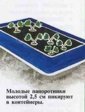 Як виростити папороть з суперечка (виростити) Як виростити папороть з суперечка