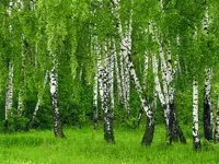 Як вивести сечову кислоту з організму або знизити її рівень в крові