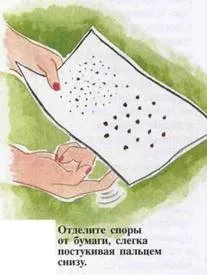 Як виростити папороть з суперечка (виростити) Як виростити папороть з суперечка