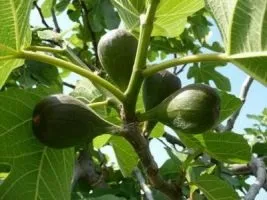 Як виростити інжир на ділянці (інжир вирощування) Як виростити інжир на ділянці