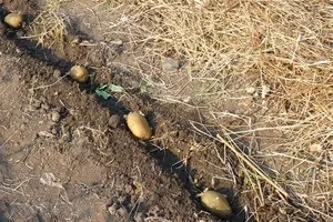 Як виростити маракуйю з кісточки магія рослин (кісточки) Як виростити маракуйю з кісточки магія рослин