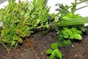 Як виростити чорницю з насіння в домашніх умовах магія рослин