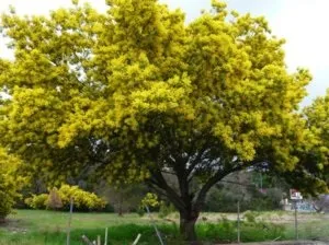 Як виростити акацію сріблясту (мімозу) (опис мімози) Як виростити акацію сріблясту (мімозу)