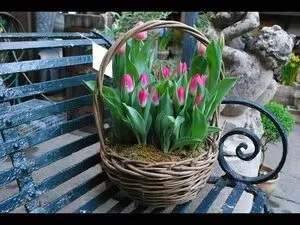 Як виростити тюльпани до 8 березня в домашніх умовах підготовчі роботи (виростити) Як виростити тюльпани до 8 березня в домашніх умовах підготовчі роботи