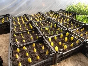 Як виростити тюльпани до 8 березня в домашніх умовах підготовчі роботи (підготовчі) Як виростити тюльпани до 8 березня в домашніх умовах підготовчі роботи