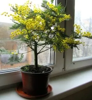 Як виростити акацію сріблясту (мімозу) (догляд за акацією сріблястою) Як виростити акацію сріблясту (мімозу)