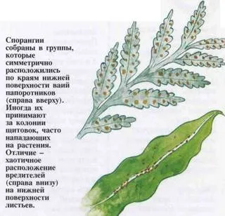 Як виростити папороть з суперечка (суперечка) Як виростити папороть з суперечка