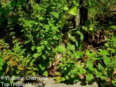 Як вилікувати плечолопатковий періартрит поради лікаря (лікаря) Як вилікувати плечолопатковий періартрит поради лікаря