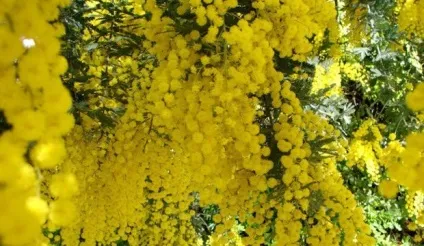 Як виростити акацію сріблясту (мімозу) (догляд за акацією сріблястою) Як виростити акацію сріблясту (мімозу)