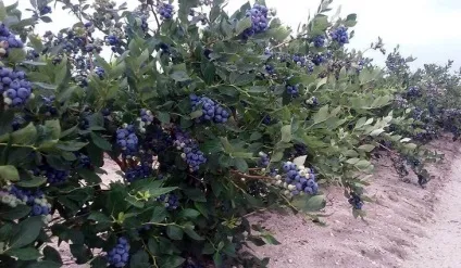 Як виростити лохину в саду