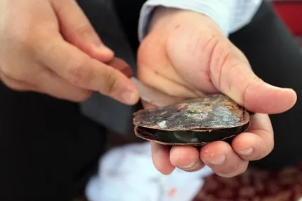 Як вирощують перли в штучних умовах (перли) Як вирощують перли в штучних умовах