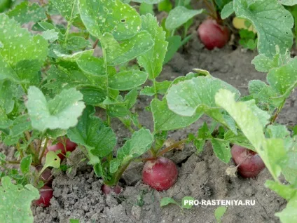 Як вирощувати редис, і коли садити редиску - корисні поради городнику (догляд) Як вирощувати редис, і коли садити редиску - корисні поради городнику
