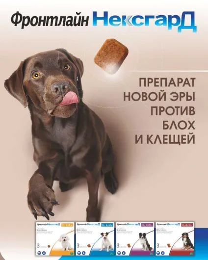 Як вивести бліх у цуценяти огляд методів, запобіжні заходи, правила використання, причини сверблячки (вивести) Як вивести бліх у цуценяти огляд методів, запобіжні заходи, правила використання, причини сверблячки