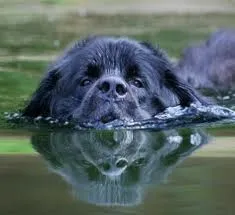 Собака водолаз, мої домашні вихованці (водолаз) Собака водолаз, мої домашні вихованці
