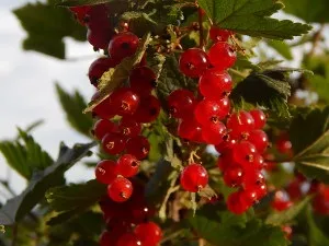 Смородина червона - корисні властивості і народні рецепти з червоної смородини (червона) Смородина червона - корисні властивості і народні рецепти з червоної смородини