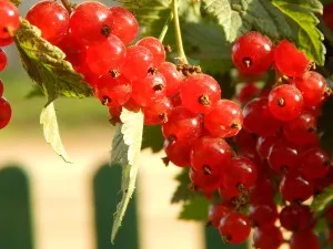 Смородина червона - корисні властивості і народні рецепти з червоної смородини (рецепти) Смородина червона - корисні властивості і народні рецепти з червоної смородини