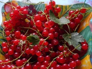 Смородина червона - корисні властивості і народні рецепти з червоної смородини (рецепти) Смородина червона - корисні властивості і народні рецепти з червоної смородини