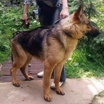 Собаки в дар