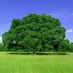 Як час народження впливає на ваш характер, астрологія і нумерологія (нумерологія) Як час народження впливає на ваш характер, астрологія і нумерологія