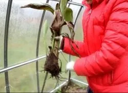 Як зберігати канни взимку (взимку) Як зберігати канни взимку