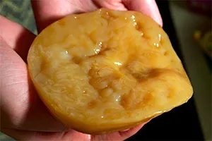 Як зберігати чайний гриб