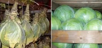 Як зберігати капусту в домашніх умовах (капусти домашніх умовах) Як зберігати капусту в домашніх умовах