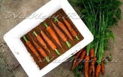 Як зберігати моркву в погребі взимку (як) Як зберігати моркву в погребі взимку