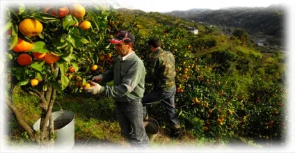 Як про запас зберігати мандарини застосуємо до домашніх обивательським умов (зберігати) Як про запас зберігати мандарини застосуємо до домашніх обивательським умов