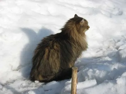 Як я ловив кота-злодюгу (ловив) Як я ловив кота-злодюгу