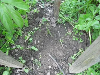 Як я садив квіти на дачі (дачі) Як я садив квіти на дачі
