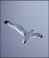 Як жити своїм життям (життям) Як жити своїм життям
