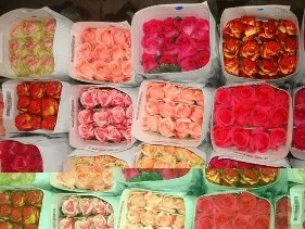 Як замовити квіти оптом (оптом) Як замовити квіти оптом