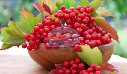 Калина на зиму золоті рецепти з фото (заготівля калини на зиму рецепти) Калина на зиму золоті рецепти з фото