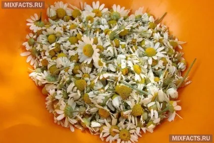 Як заварювати ромашку для новонароджених (настій ромашки) Як заварювати ромашку для новонароджених