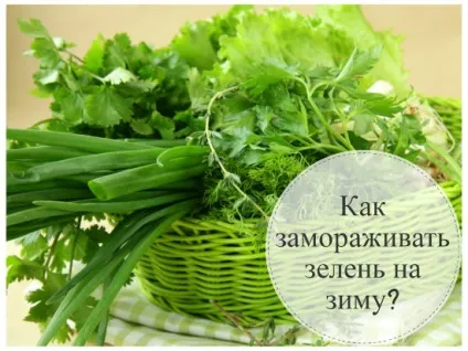 Як заморожувати зелень на зиму 4 способи зберегти літню траву свіжої (заморожувати) Як заморожувати зелень на зиму 4 способи зберегти літню траву свіжої