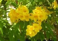 Кампсис види з фото, догляд, обрізка, розмноження (розмноження) Кампсис види з фото, догляд, обрізка, розмноження