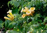 Кампсис види з фото, догляд, обрізка, розмноження (розмноження) Кампсис види з фото, догляд, обрізка, розмноження