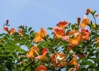 Кампсис види з фото, догляд, обрізка, розмноження (догляд) Кампсис види з фото, догляд, обрізка, розмноження