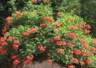 Кампсис види з фото, догляд, обрізка, розмноження (фото) Кампсис види з фото, догляд, обрізка, розмноження
