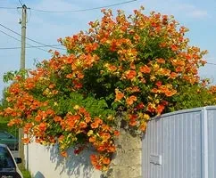 Кампсис вирощування і догляд (кампсис) Кампсис вирощування і догляд