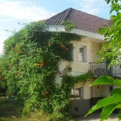 Кампсис посадка, догляд і фото, розмноження і вирощування сорти, добрива та підживлення (фото) Кампсис посадка, догляд і фото, розмноження і вирощування сорти, добрива та підживлення