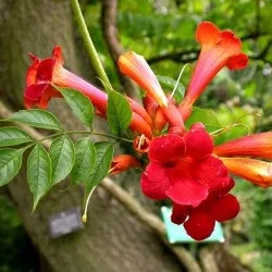 Кампсис посадка, догляд і фото, розмноження і вирощування сорти, добрива та підживлення (кампсис) Кампсис посадка, догляд і фото, розмноження і вирощування сорти, добрива та підживлення
