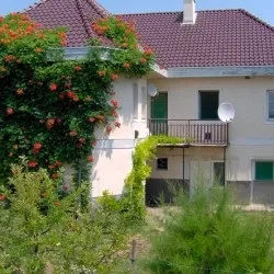 Кампсис посадка, догляд і фото, розмноження і вирощування сорти, добрива та підживлення (посадка) Кампсис посадка, догляд і фото, розмноження і вирощування сорти, добрива та підживлення