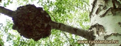 Капов деревина, кап (дуб, горіх, клен, тополя, береза) - про матеріалі - український кап (Унікальне поєднання властивостей) Капов деревина, кап (дуб, горіх, клен, тополя, береза) - про матеріалі - український кап