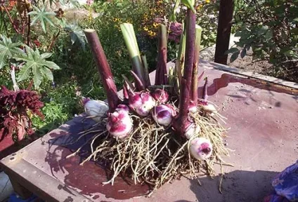 Канни - квіти - зберігання взимку трьома способами в домашніх умовах (способами) Канни - квіти - зберігання взимку трьома способами в домашніх умовах