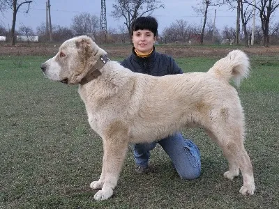 казахський тобет